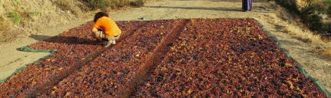 Drying the grapes of Commandaria under the hot sun of Cyprus